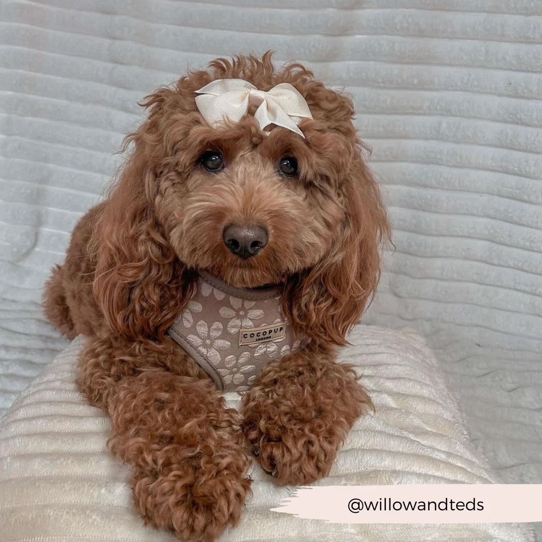 Luxe Mocha Flower Adjustable Neck Harness, Lead & Collar Bundle - Image 21