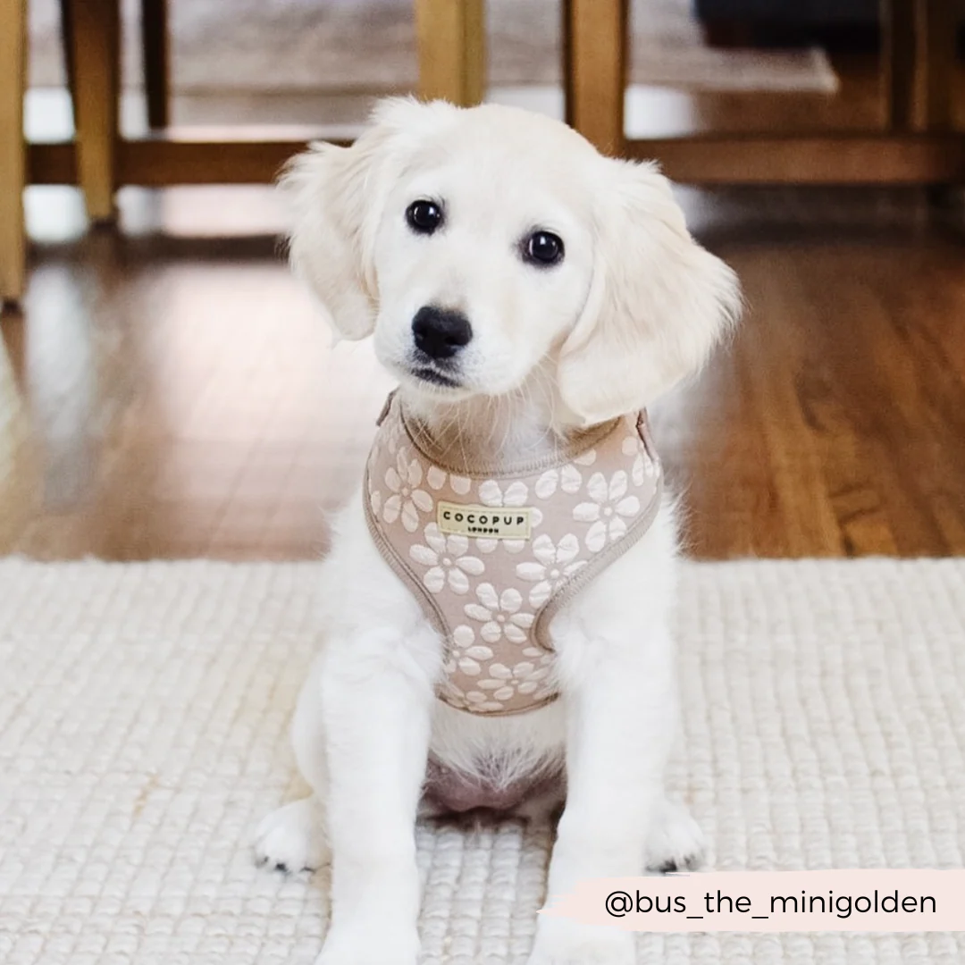 Luxe Mocha Flower Adjustable Neck Harness, Lead & Collar Bundle - Image 29