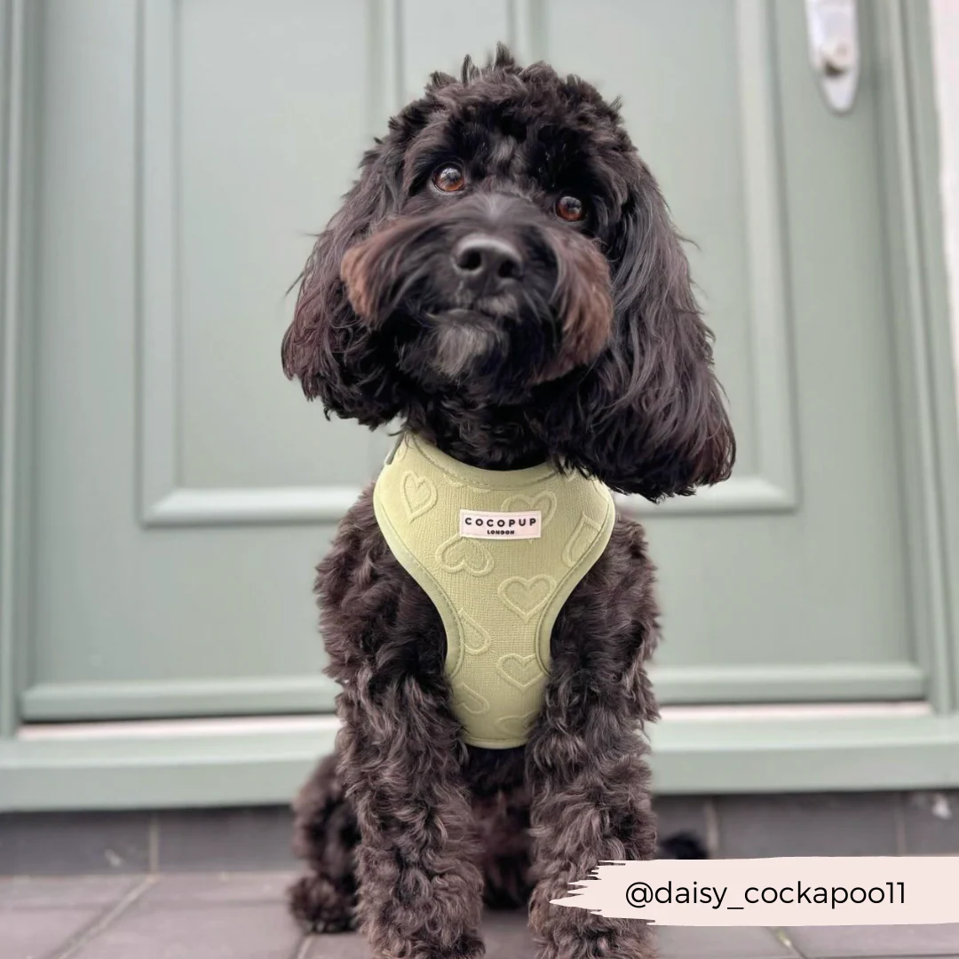 Luxe Sage Heart Adjustable Neck Harness, Lead & Collar Bundle - Image 14