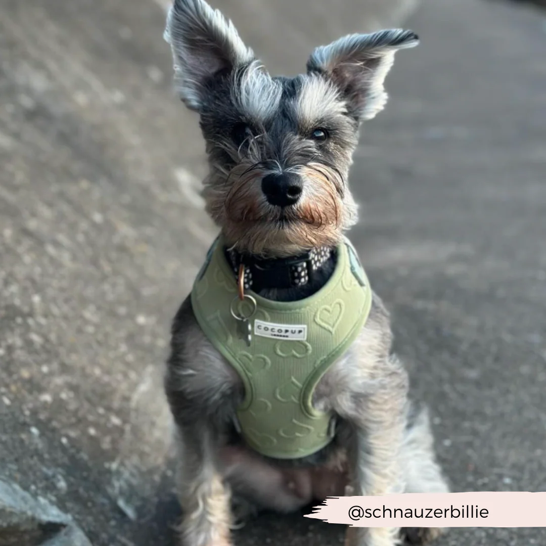 Luxe Sage Heart Adjustable Neck Harness, Lead & Collar Bundle - Image 16