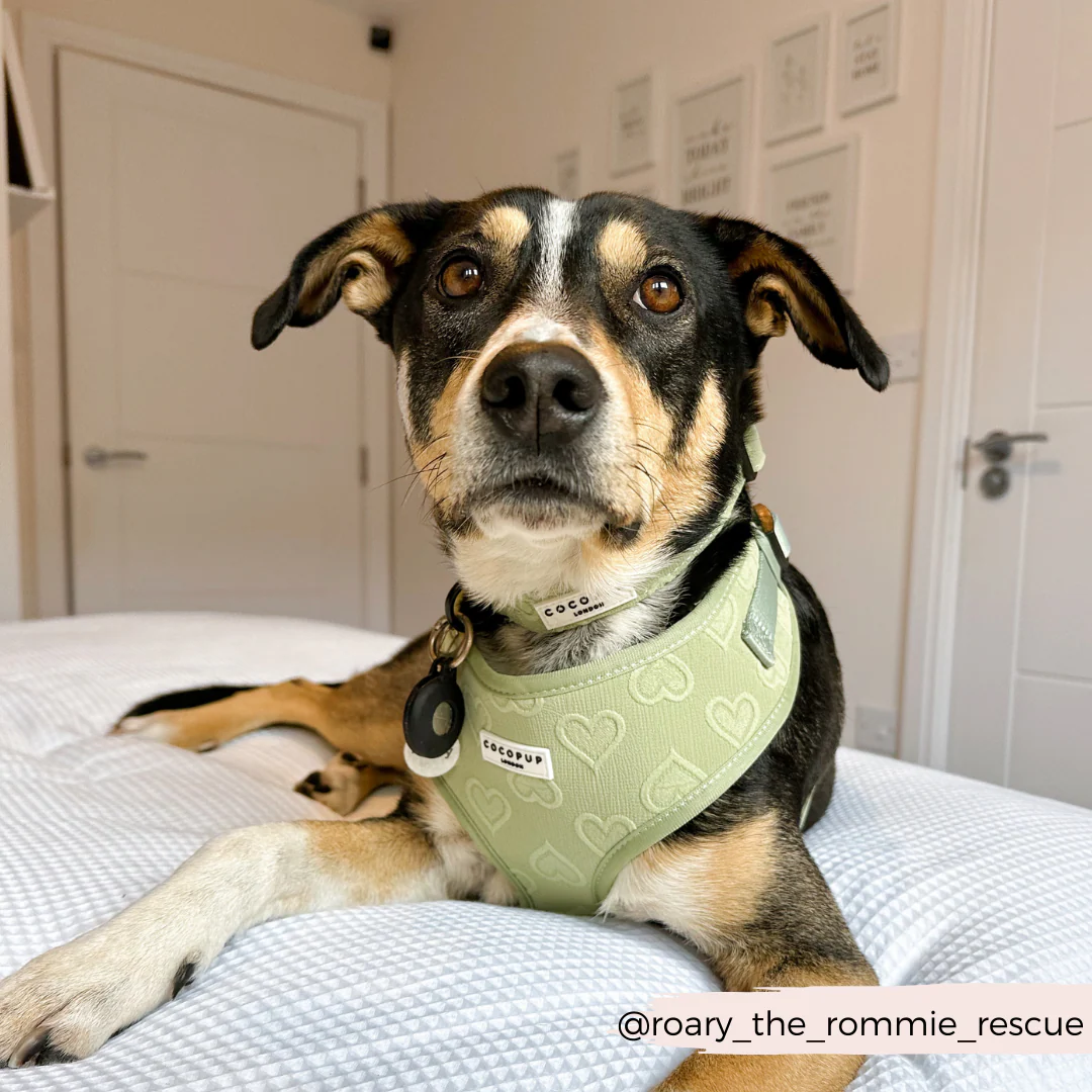 Luxe Sage Heart Adjustable Neck Harness, Lead & Collar Bundle - Image 17