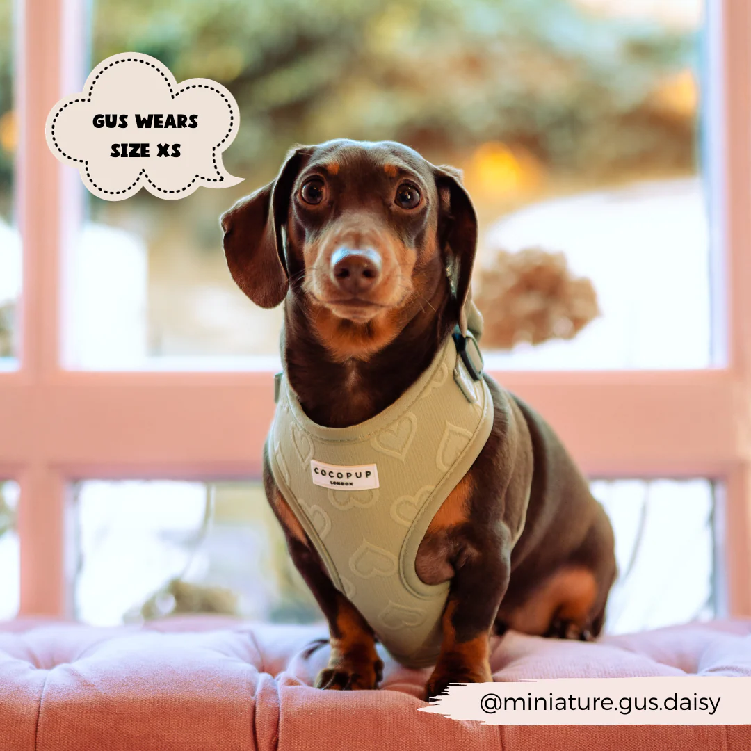Luxe Sage Heart Adjustable Neck Harness, Lead & Collar Bundle - Image 19