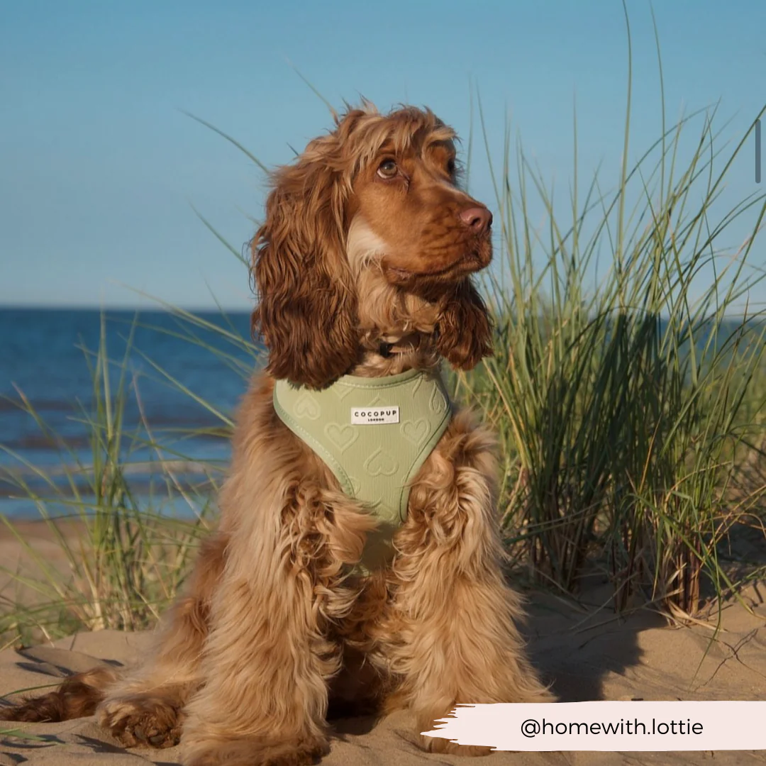 Luxe Sage Heart Adjustable Neck Harness, Lead & Collar Bundle - Image 24
