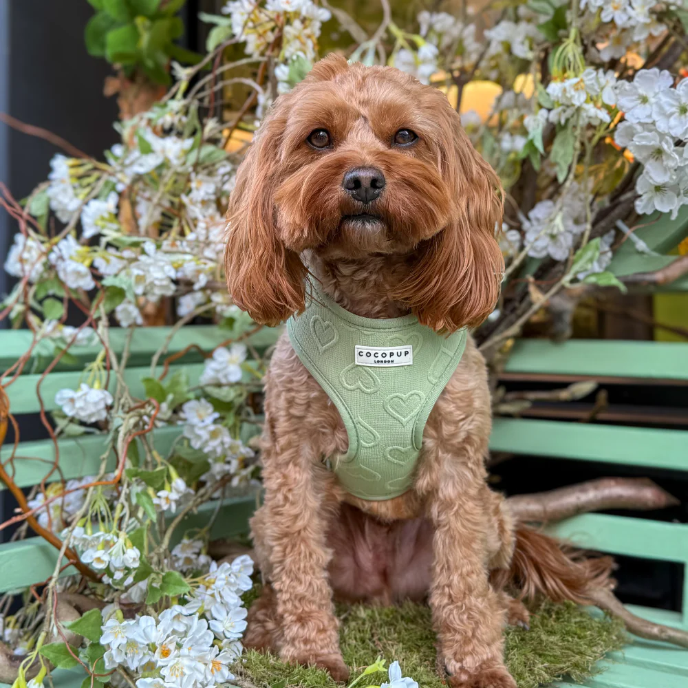 Luxe Adjustable Neck HARNESS - Sage Heart - Image 33