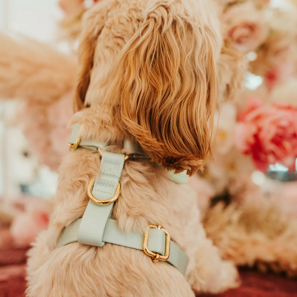 Matcha Textured Tweed Adjustable Neck Harness, Lead & Collar Bundle - Image 15
