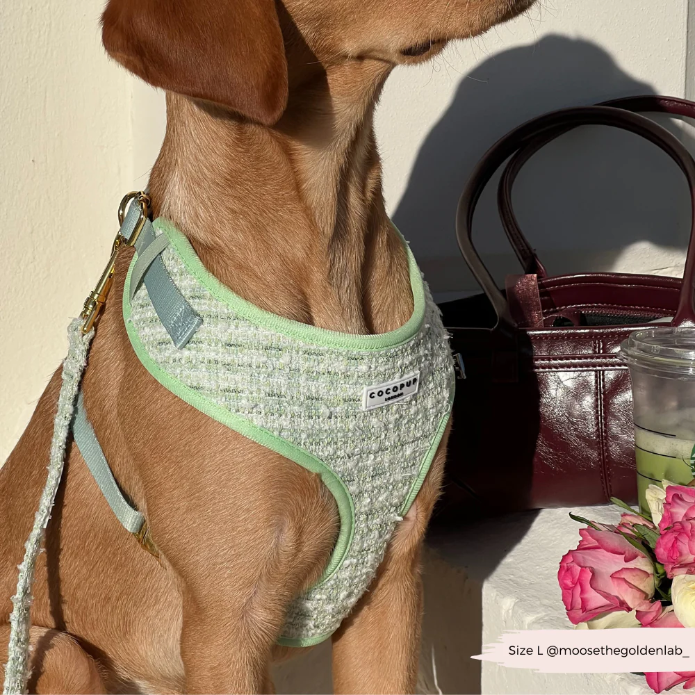 Matcha Textured Tweed Adjustable Neck Harness, Lead & Collar Bundle - Image 28