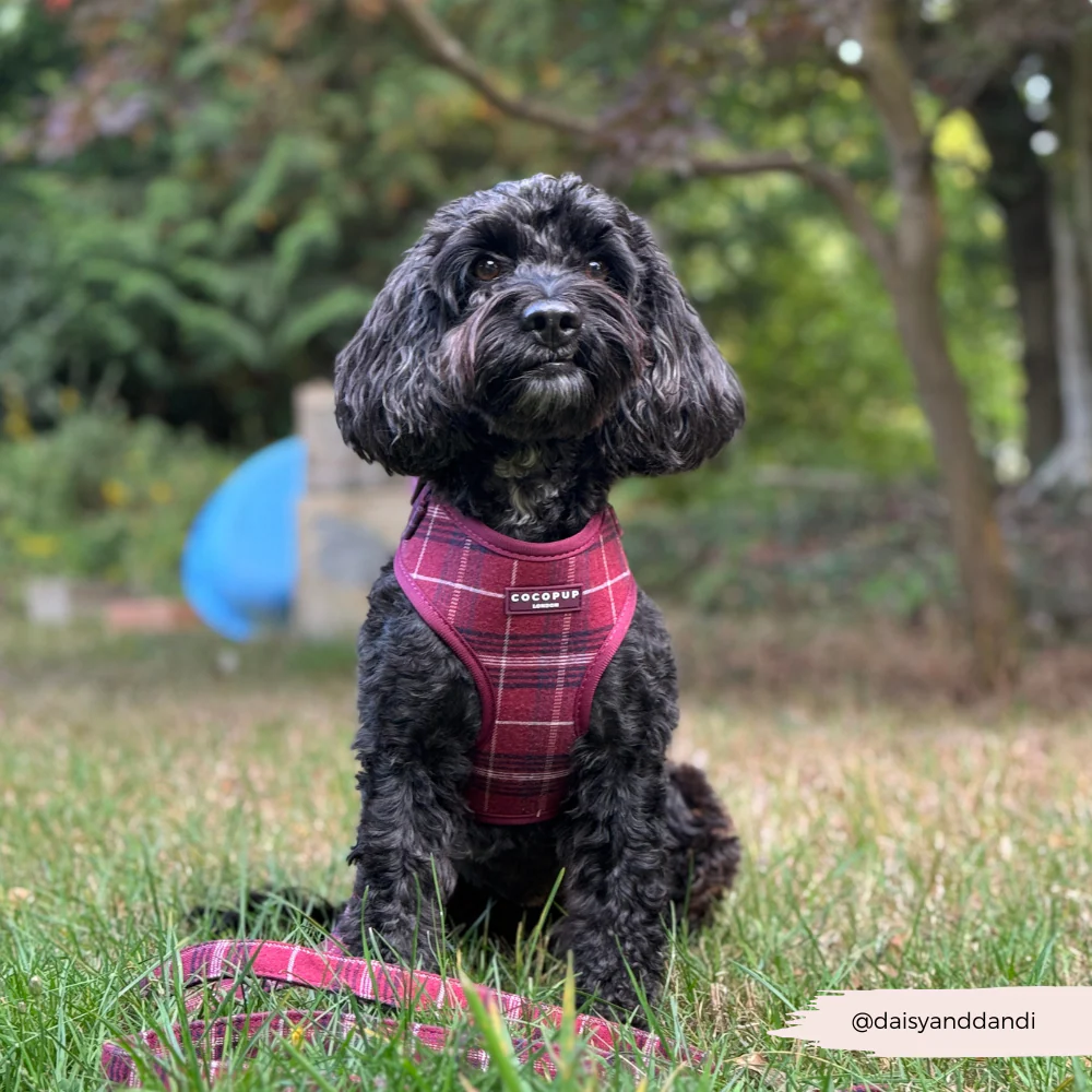 Mulberry Plaid Adjustable Neck HARNESS - Image 12
