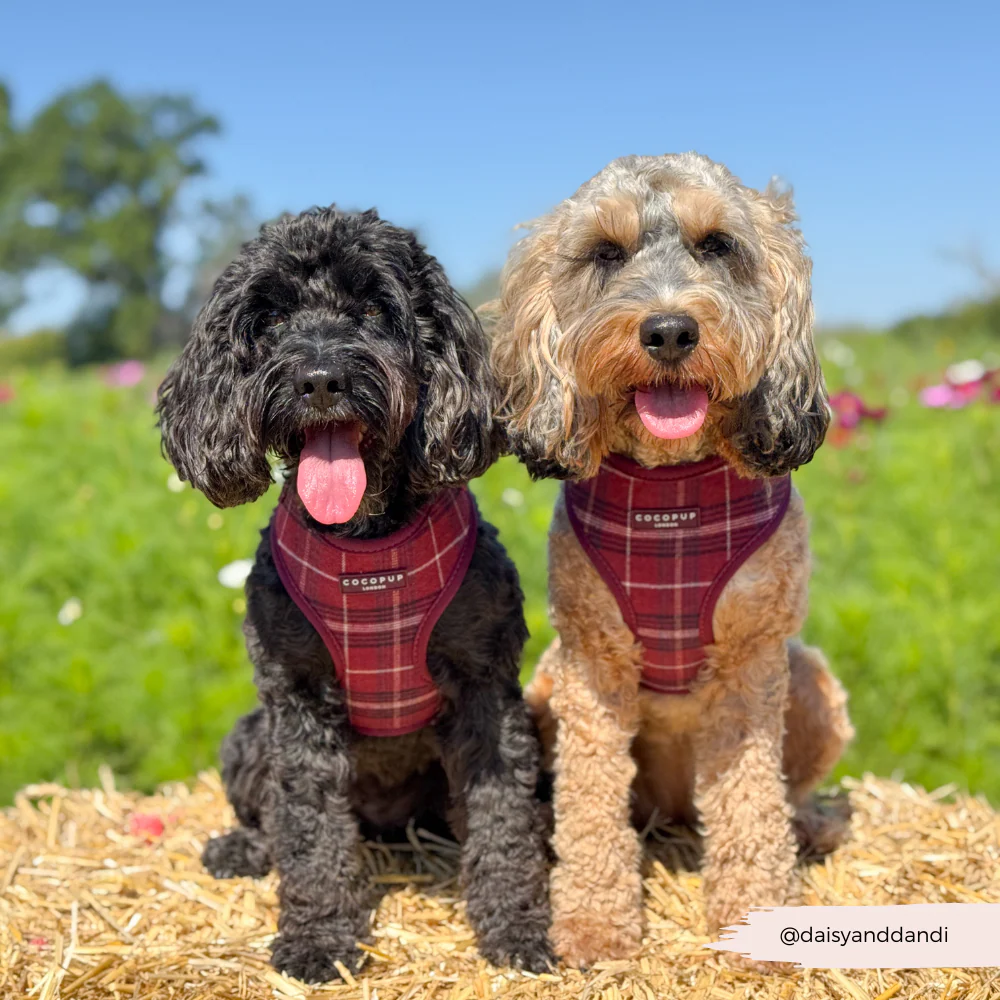 Mulberry Plaid Adjustable Neck HARNESS - Image 13