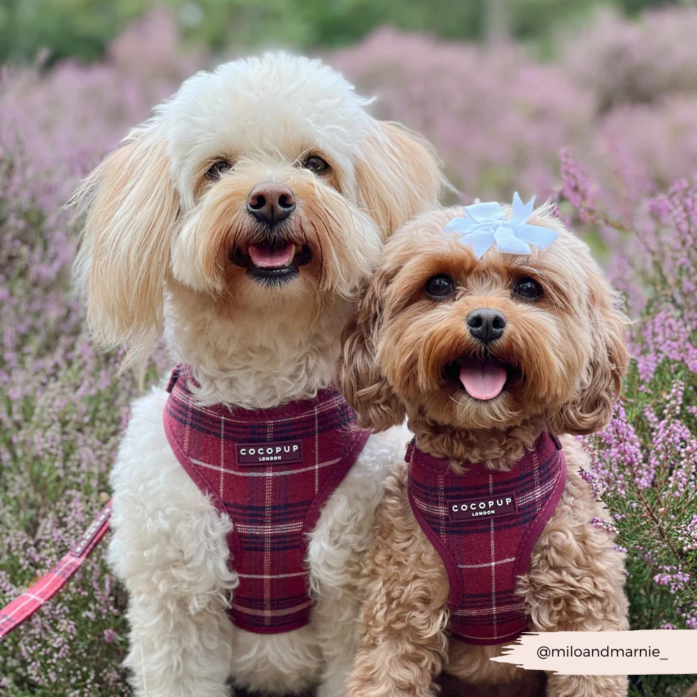 Mulberry Plaid Adjustable Neck HARNESS - Image 9