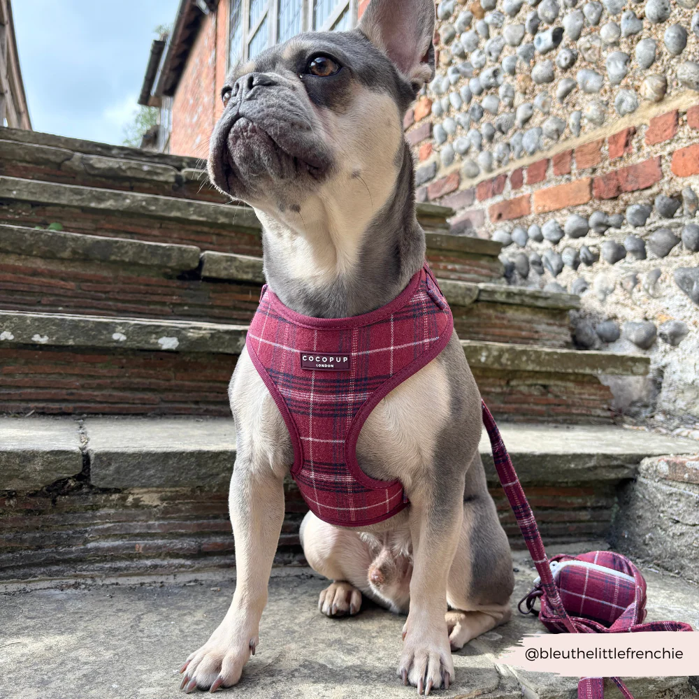 Mulberry Plaid Lead - Image 2