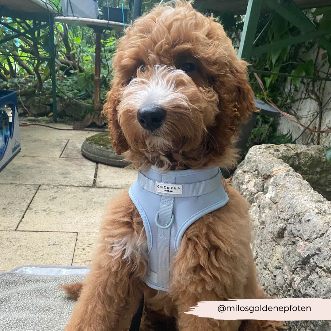 NAKD Adjustable Neck Harness - Bubblegum - Image 20