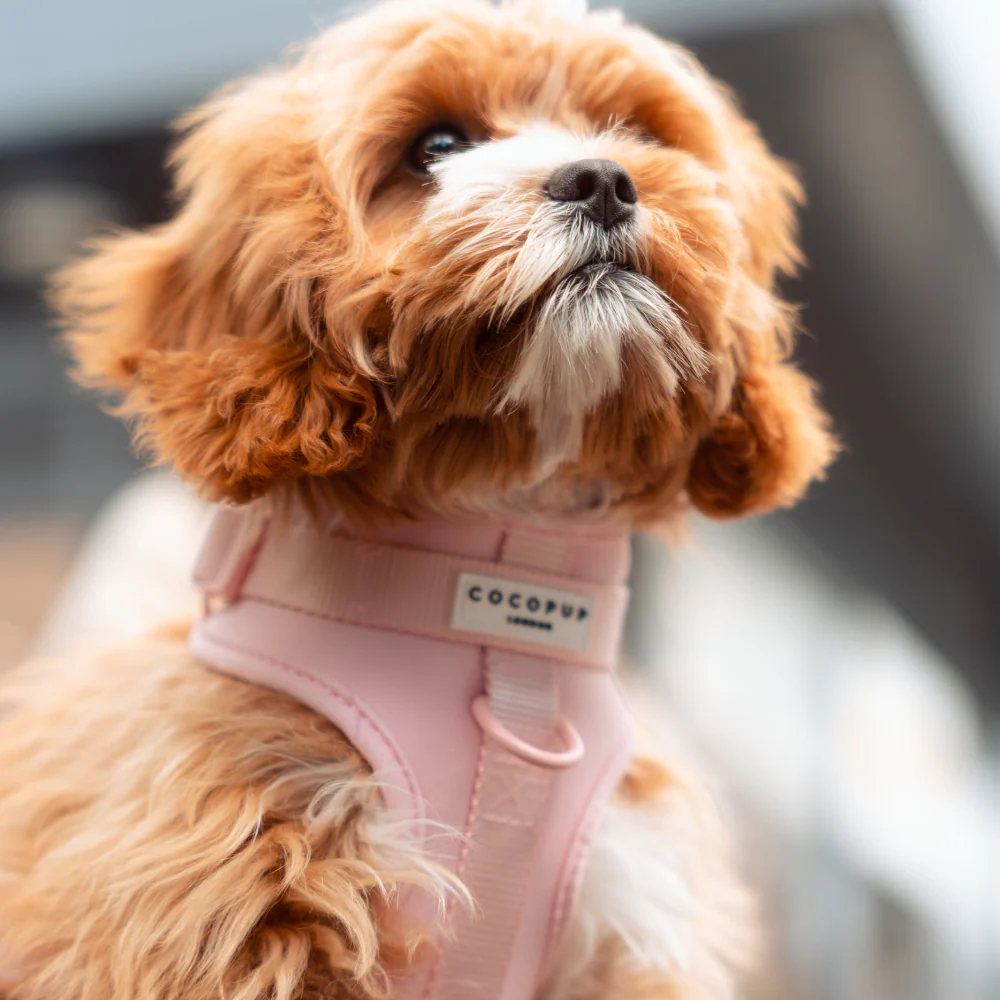 NAKD Adjustable Neck Harness - Candyfloss - Image 10