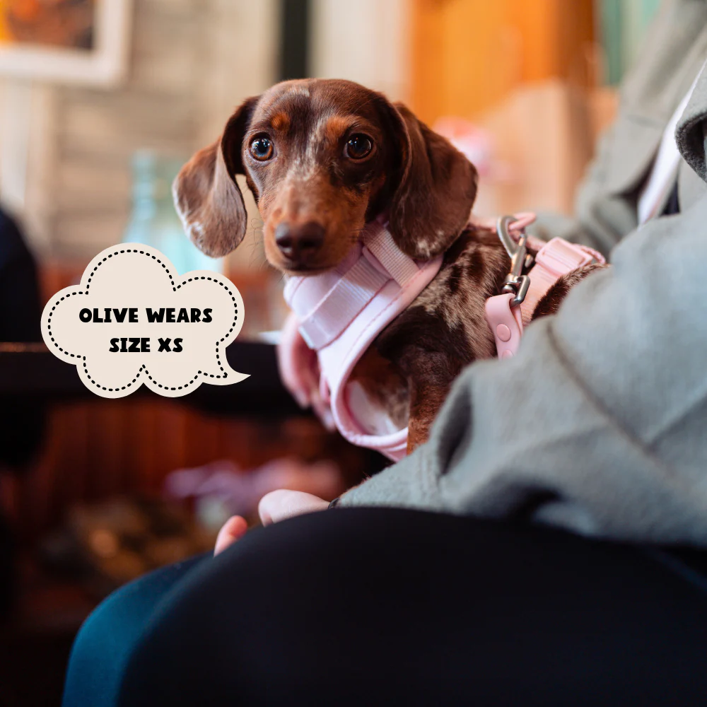 NAKD Adjustable Neck Harness - Candyfloss - Image 12