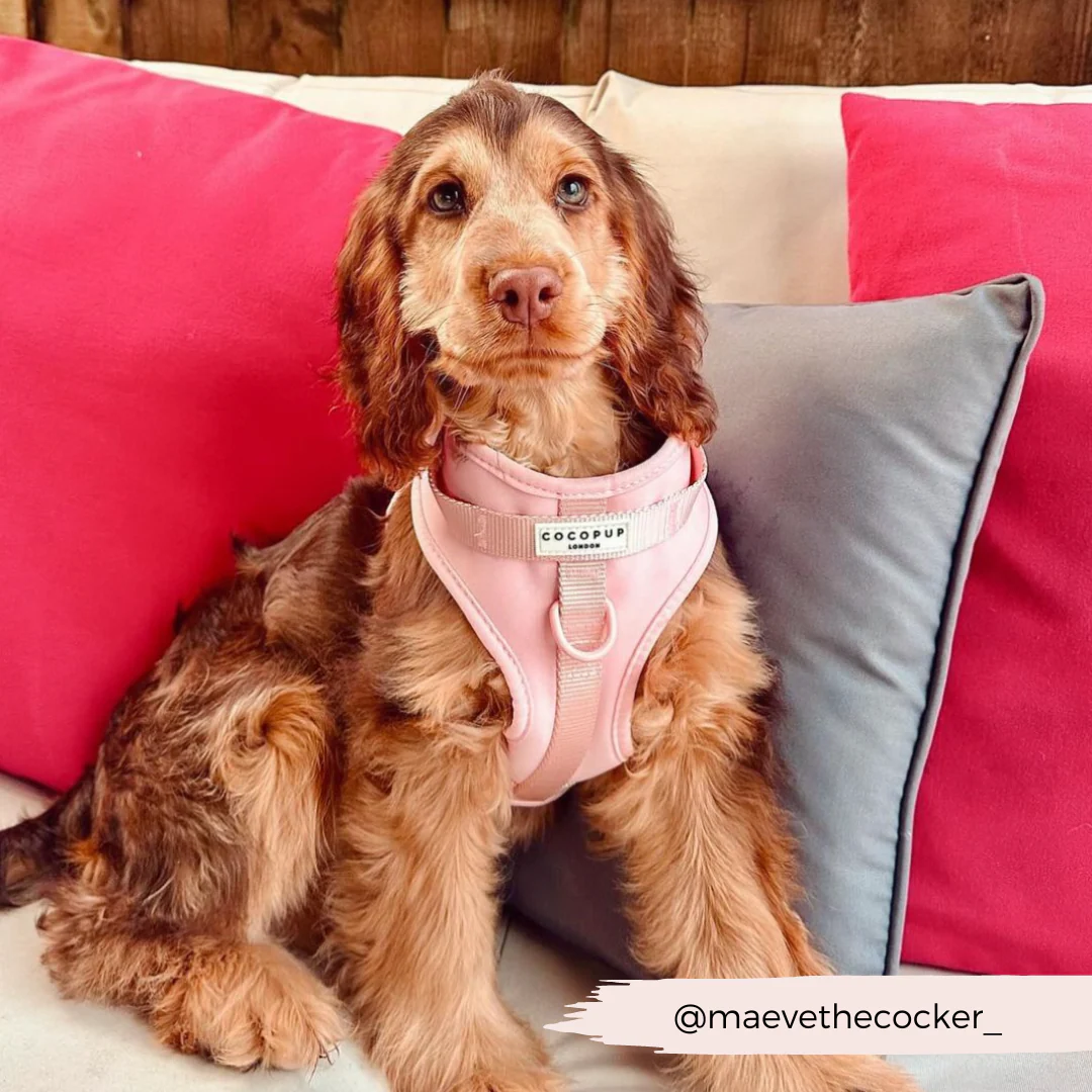 NAKD Adjustable Neck Harness - Candyfloss - Image 25