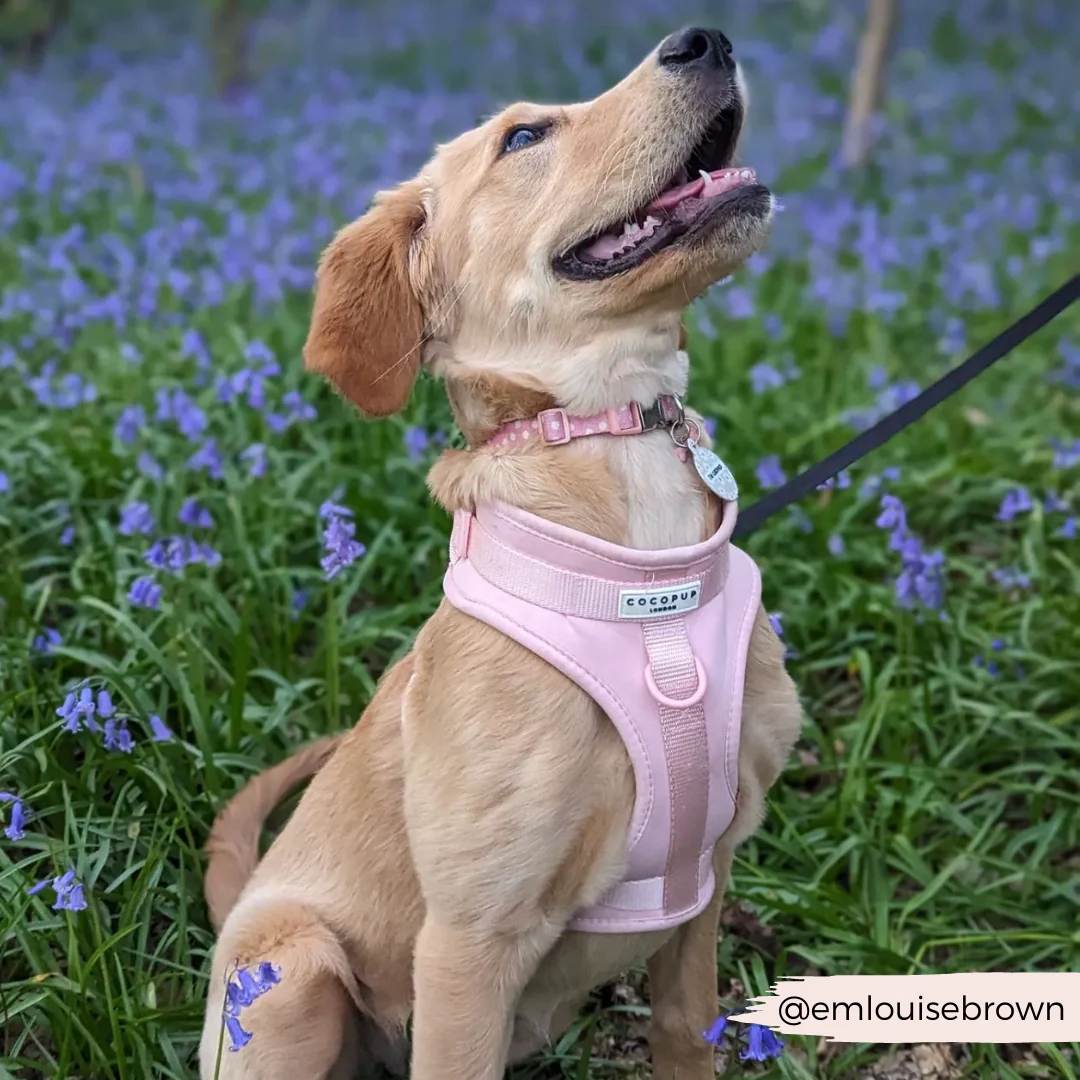 NAKD Adjustable Neck Harness - Candyfloss - Image 27