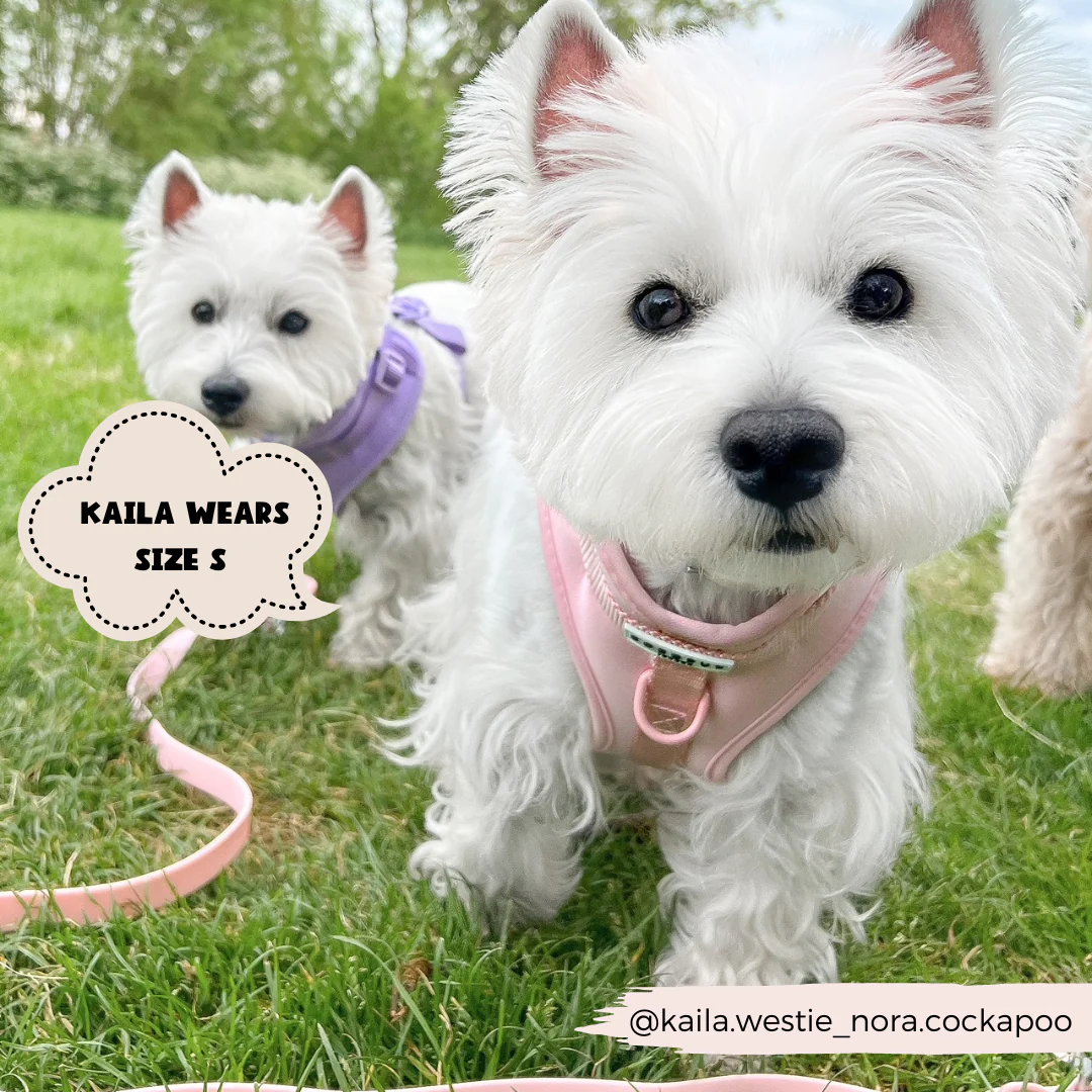 NAKD Adjustable Neck Harness, Lead, Collar & Poop Bag Holder Bundle - Candyfloss - Image 10