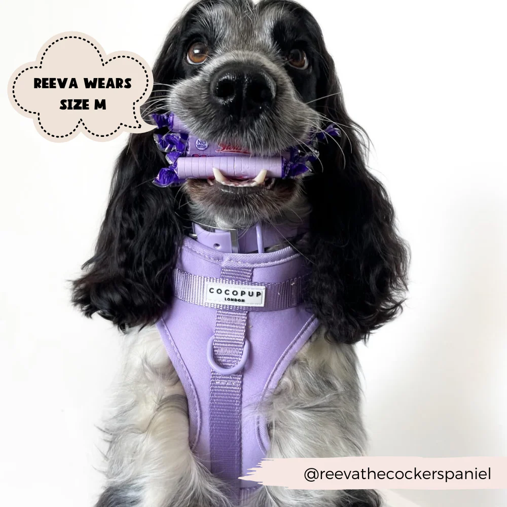 NAKD Adjustable Neck Harness, Lead, Collar & Poop Bag Holder Bundle - Parma Violets - Image 13