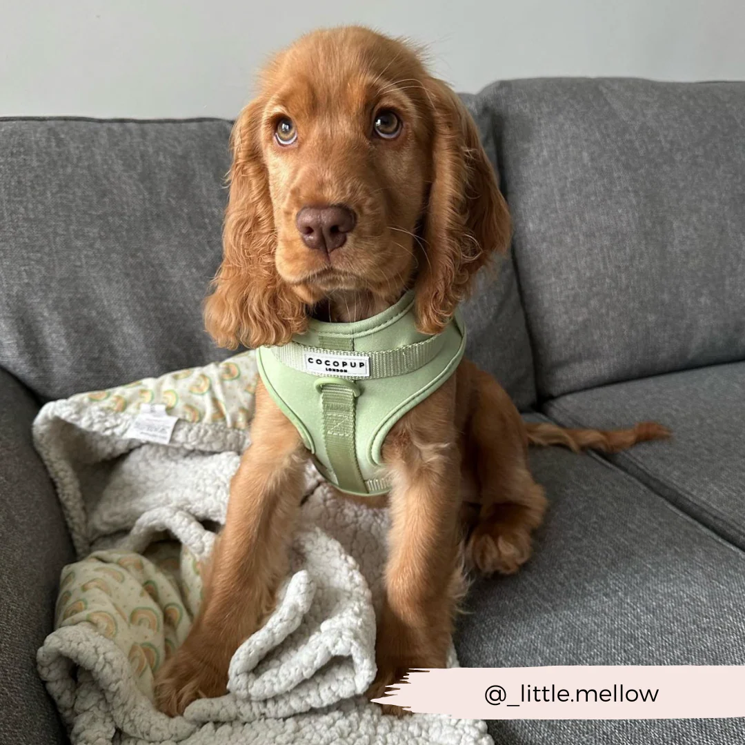 NAKD Adjustable Neck Harness - Matcha - Image 18