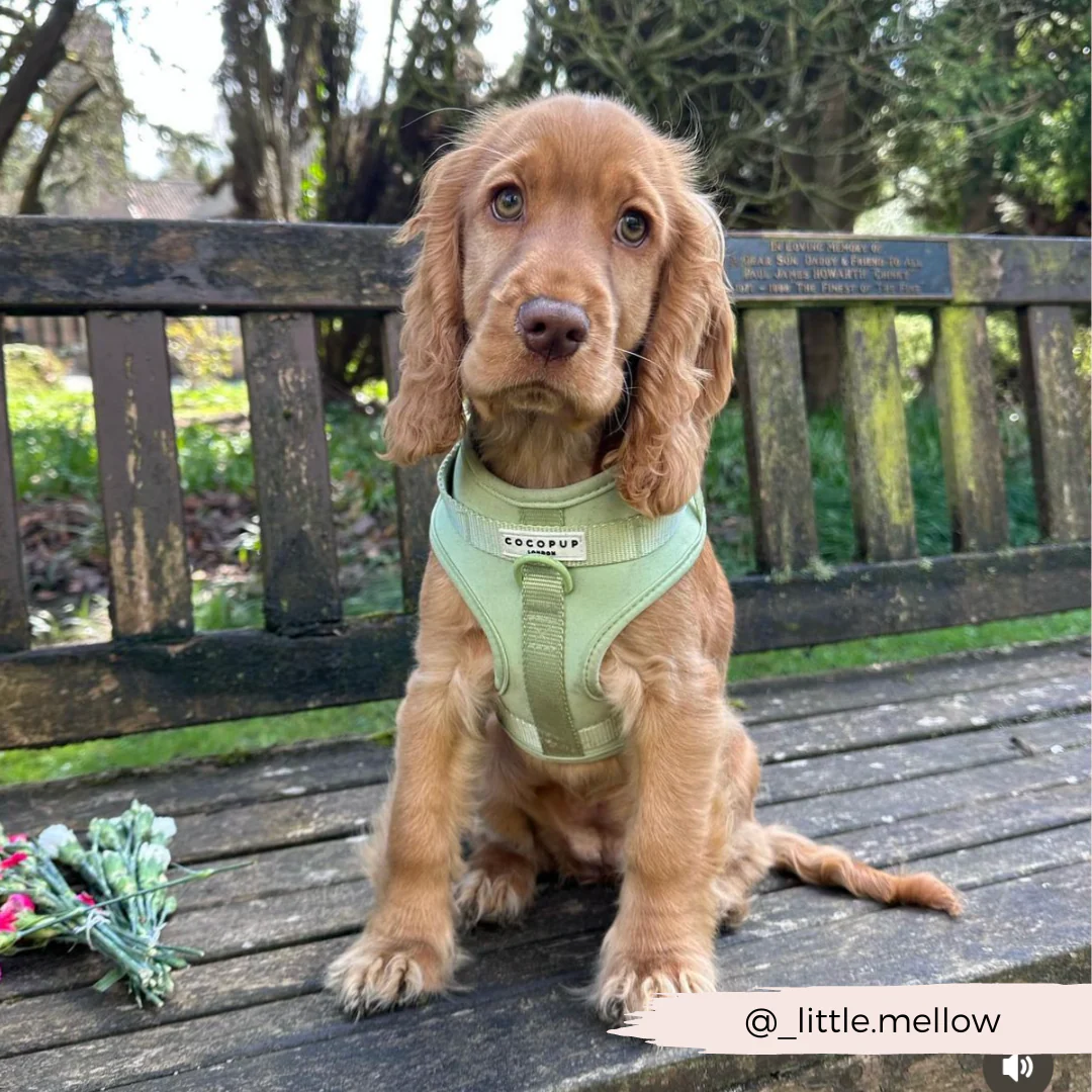 NAKD Adjustable Neck Harness - Matcha - Image 19