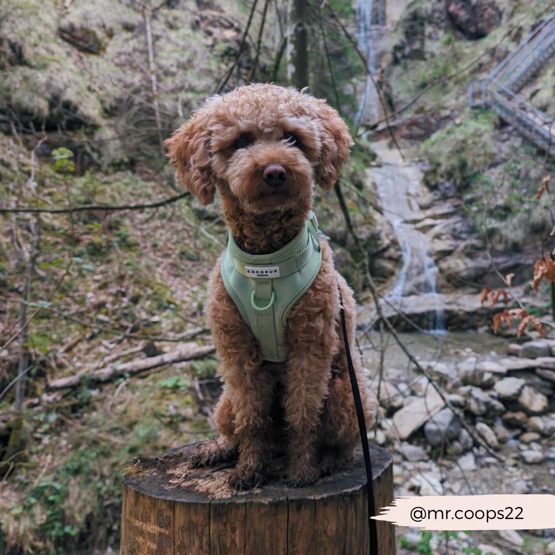 NAKD Adjustable Neck Harness - Matcha - Image 21