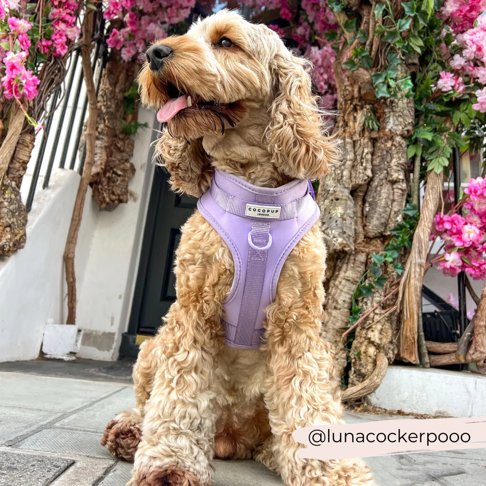 NAKD Adjustable Neck Harness - Parma Violets - Image 14