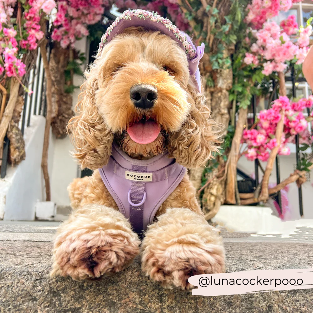 NAKD Adjustable Neck Harness - Parma Violets - Image 7