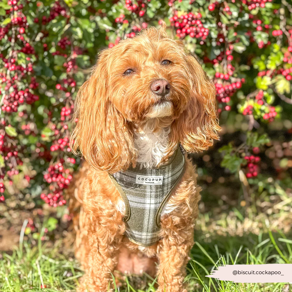 Olive Check Adjustable Neck HARNESS - Image 6