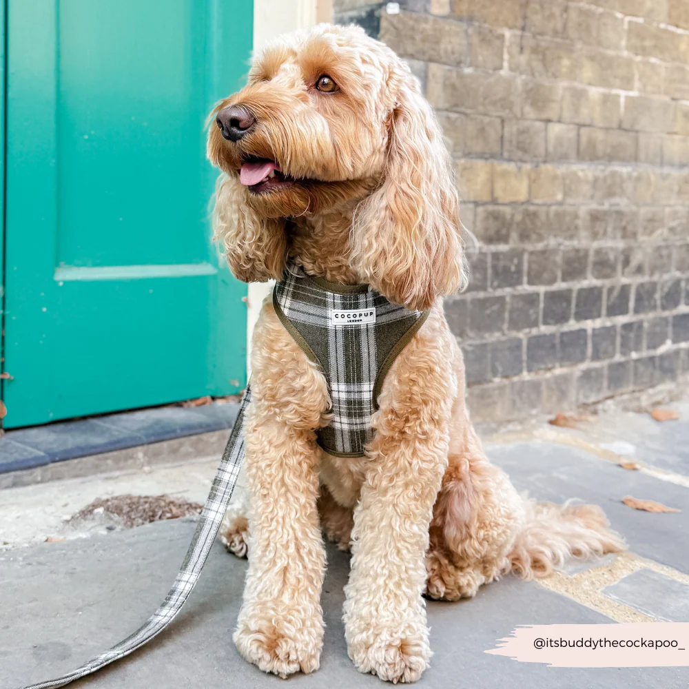 Olive Check Lead - Image 5