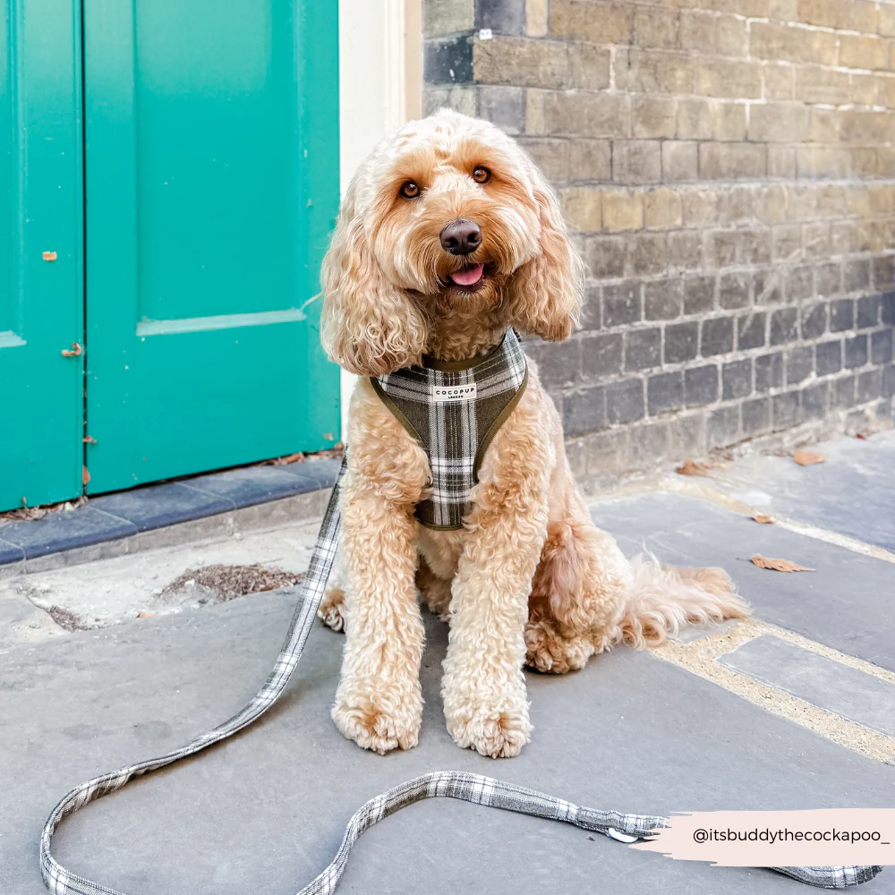 Olive Check Lead - Image 3