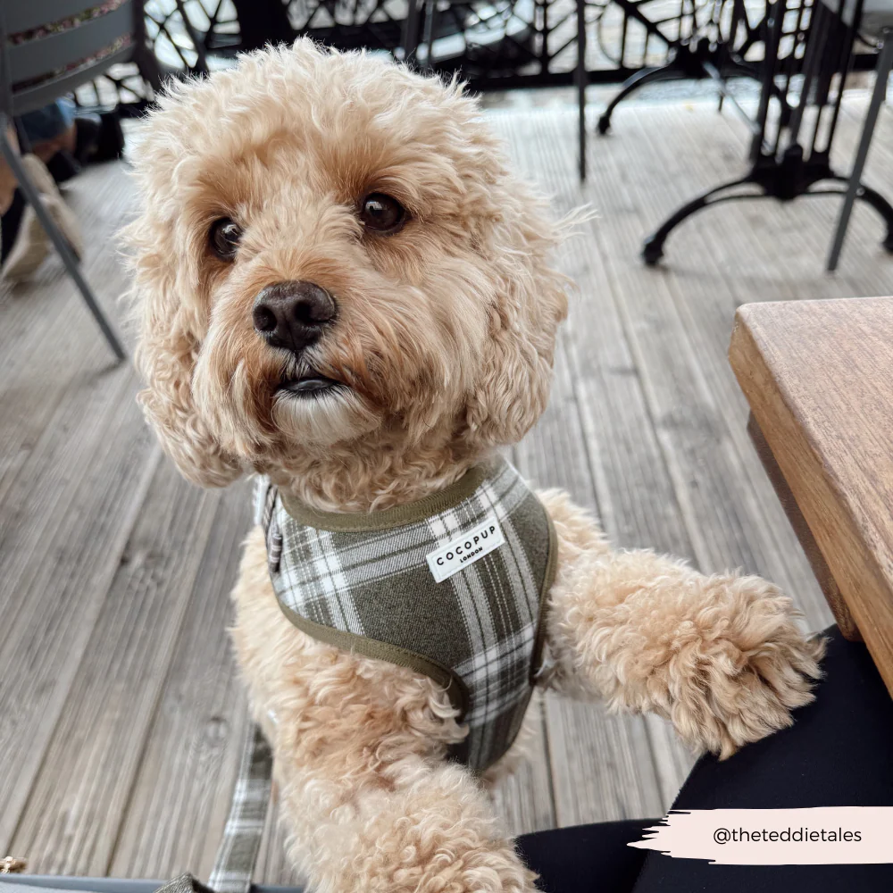 Olive Check Adjustable Neck HARNESS - Image 12