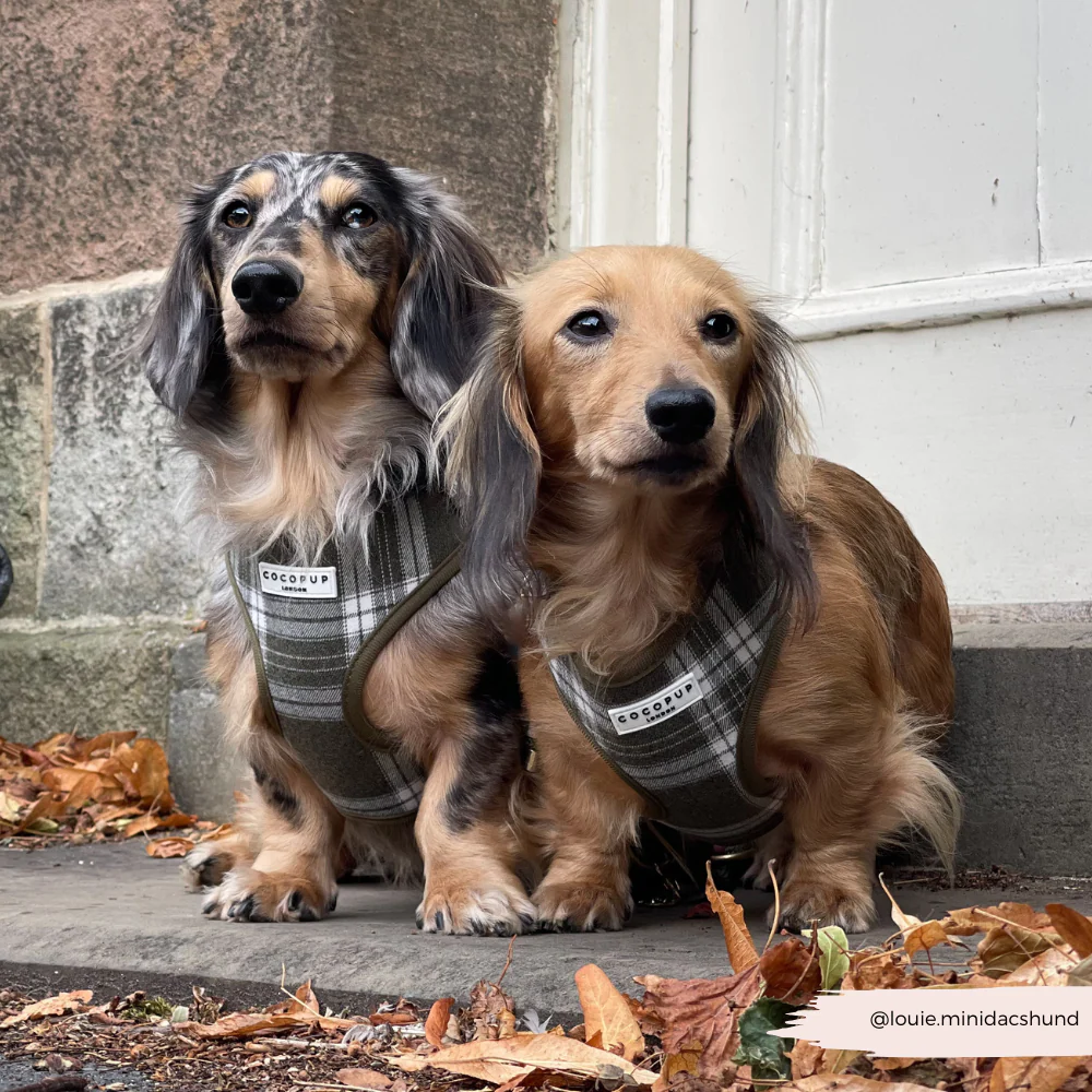 Olive Check Adjustable Neck HARNESS - Image 11
