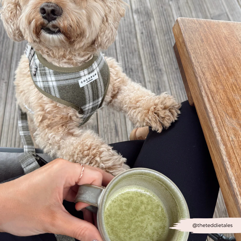 Olive Check Adjustable Neck HARNESS - Image 10