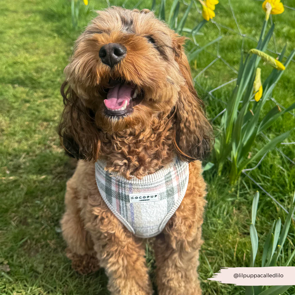Oxford Plaid Adjustable Neck HARNESS - Image 8