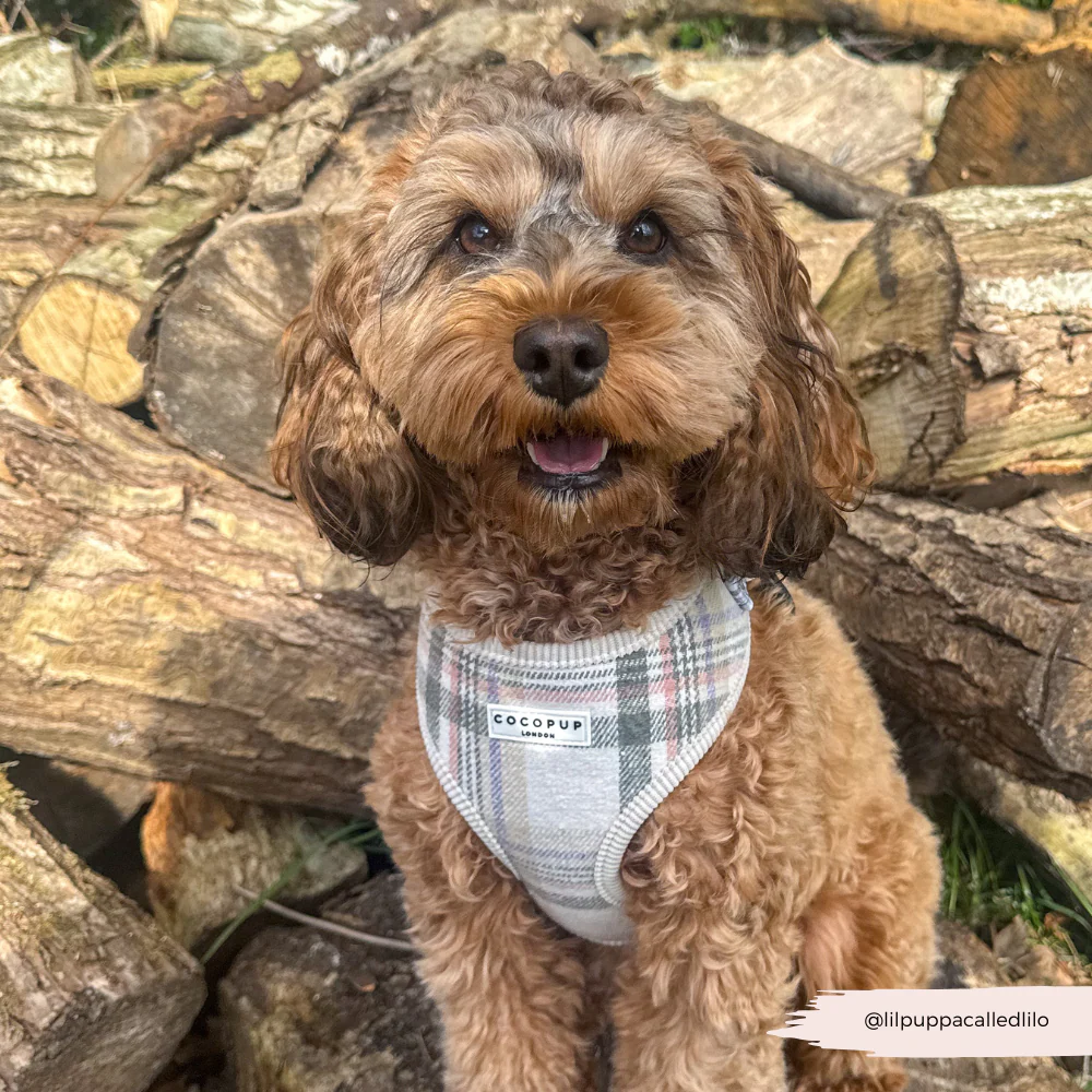 Oxford Plaid Adjustable Neck HARNESS - Image 6