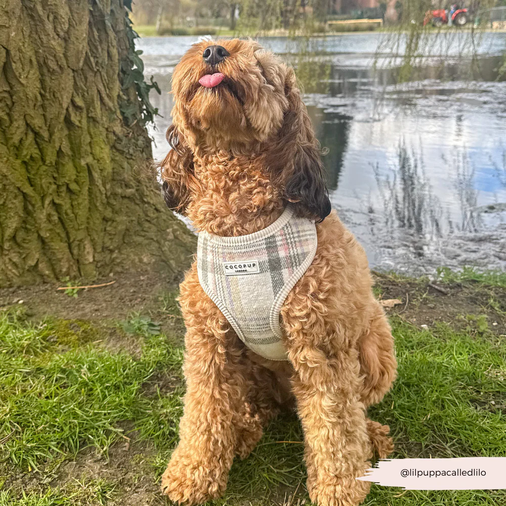 Oxford Plaid Adjustable Neck Harness, Lead & Collar Bundle - Image 22