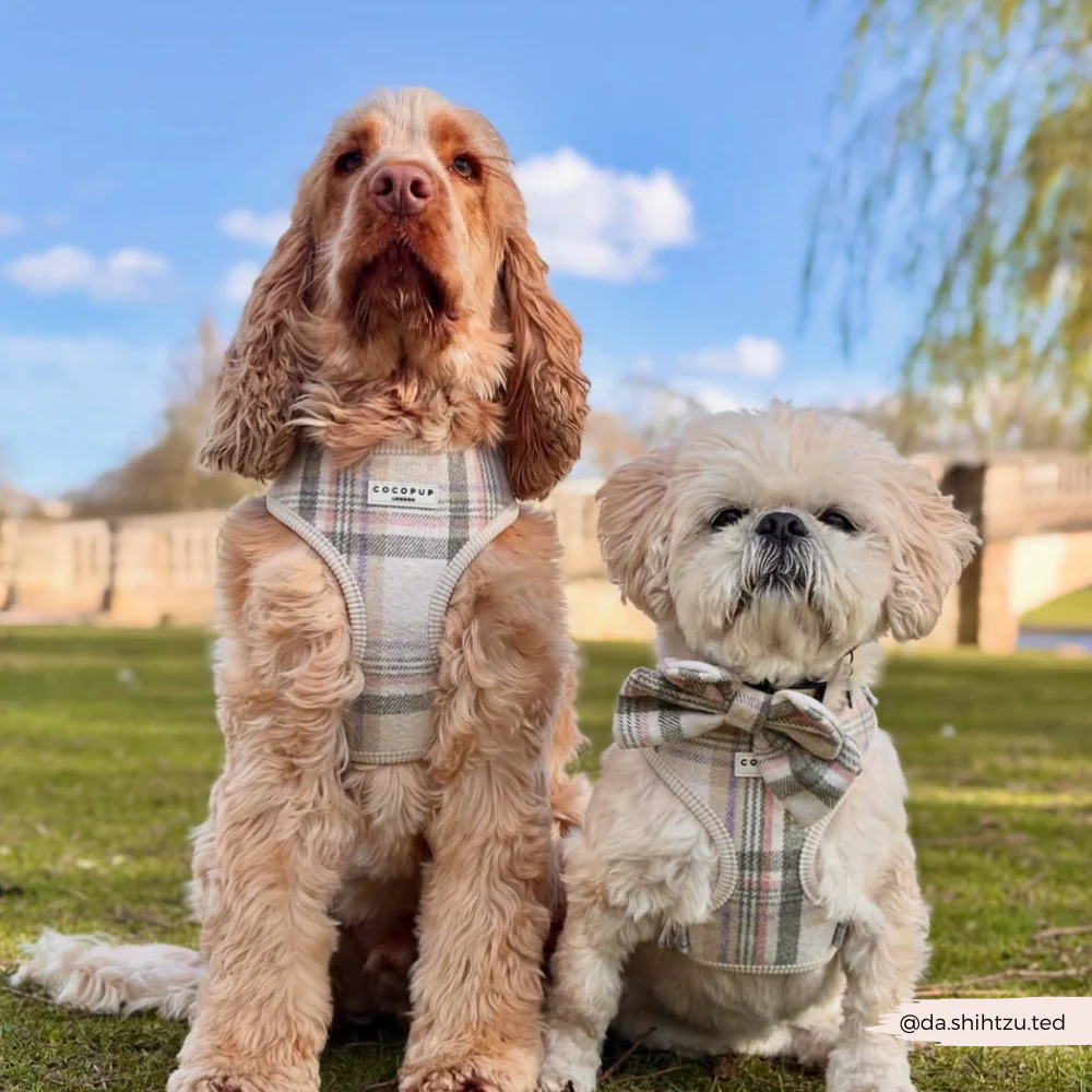 Oxford Plaid Adjustable Neck Harness, Lead & Collar Bundle - Image 25