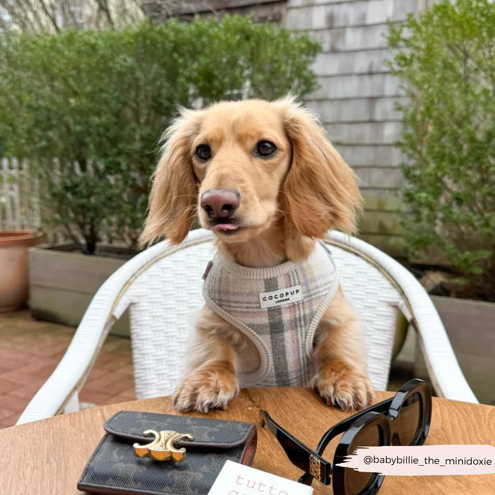 Oxford Plaid Adjustable Neck Harness, Lead & Collar Bundle - Image 26