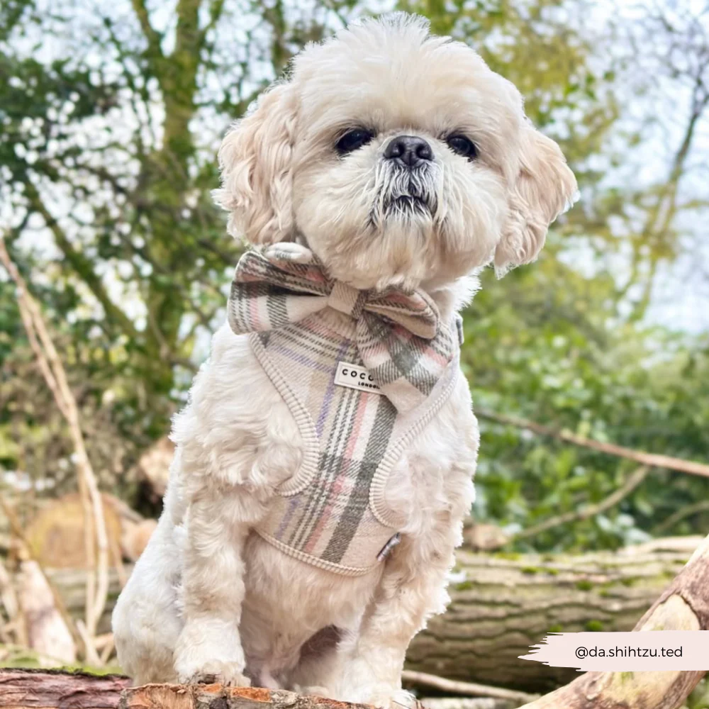 Oxford Plaid Sailor Bow Tie - Image 7