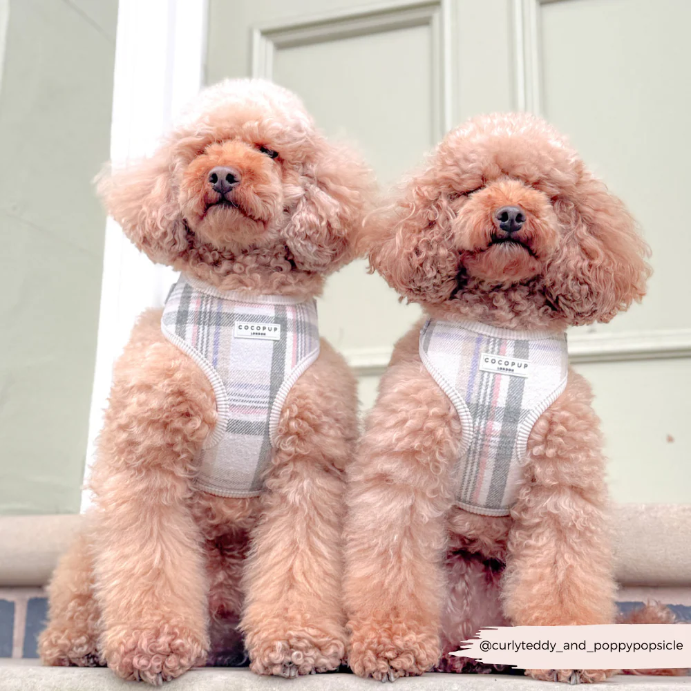 Oxford Plaid Adjustable Neck HARNESS - Image 5