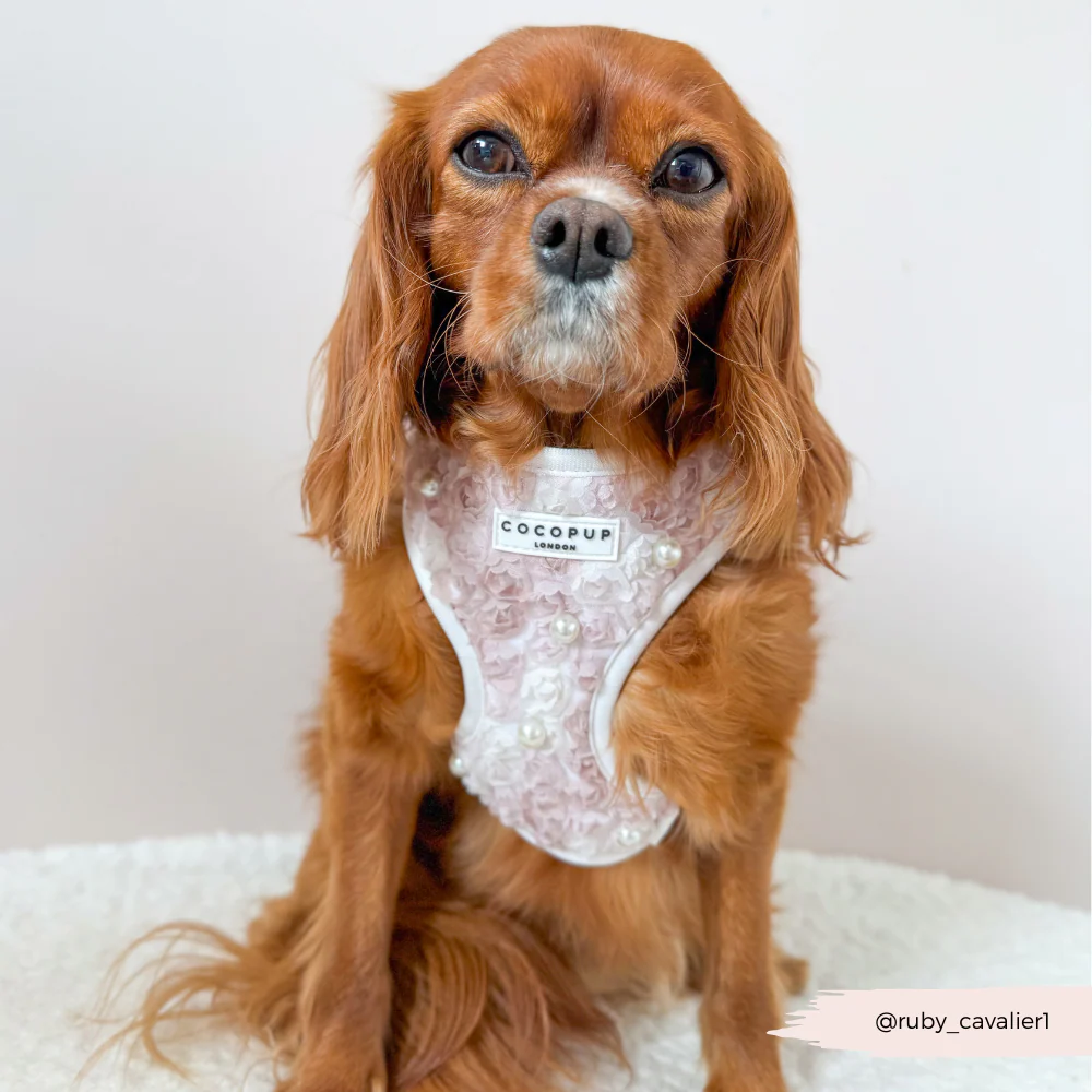 Pearly Pup Adjustable Neck HARNESS - Image 7