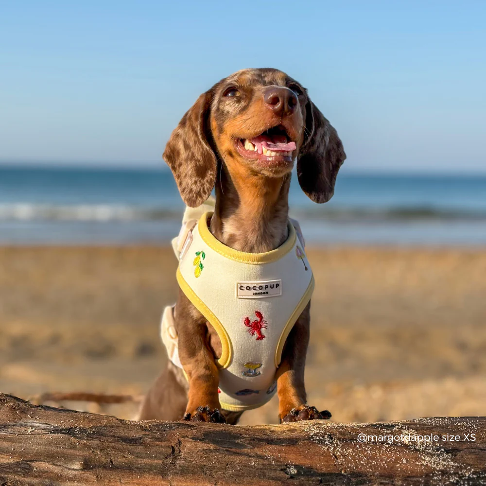 Picnic in Positano Adjustable Neck HARNESS - Image 10