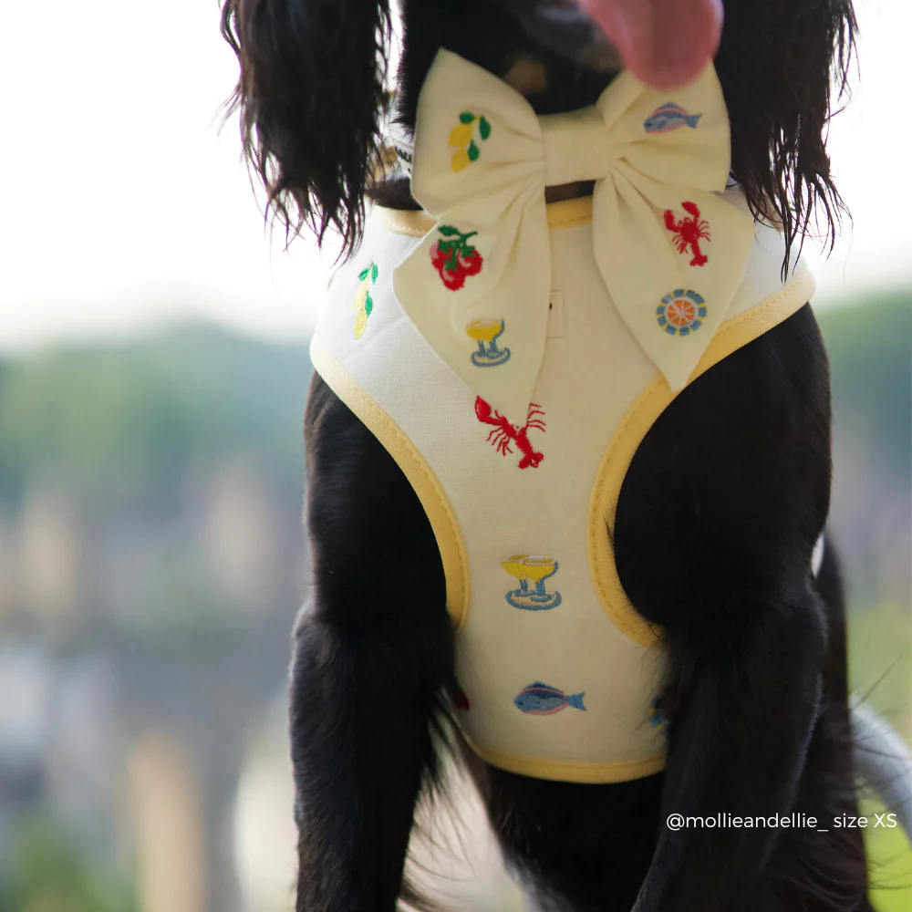 Picnic in Positano Adjustable Neck Harness, Lead & Collar Bundle - Image 16