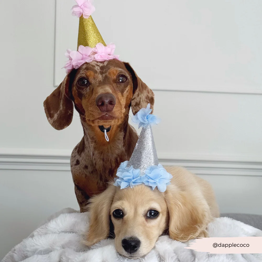 Dog Party Hat - Blue - Image 4
