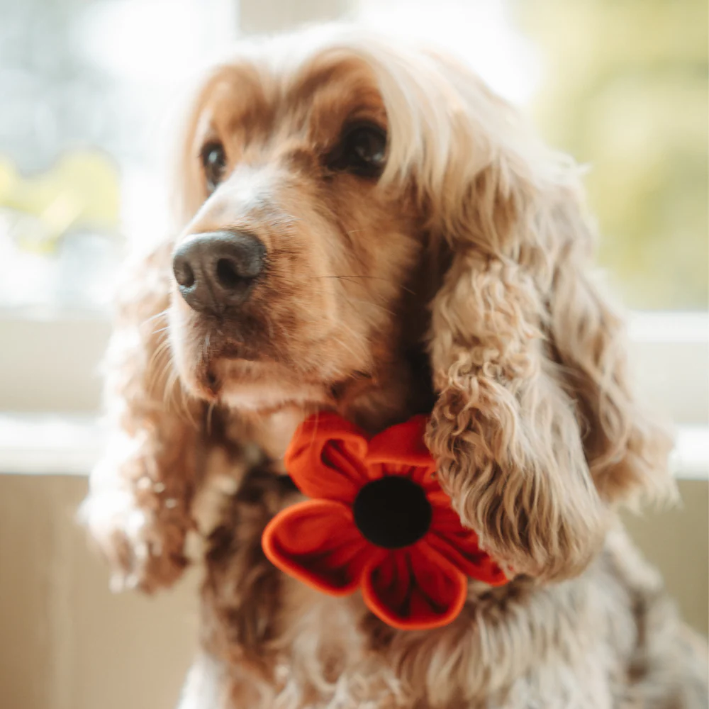 Poppy Collar Flower - Image 10