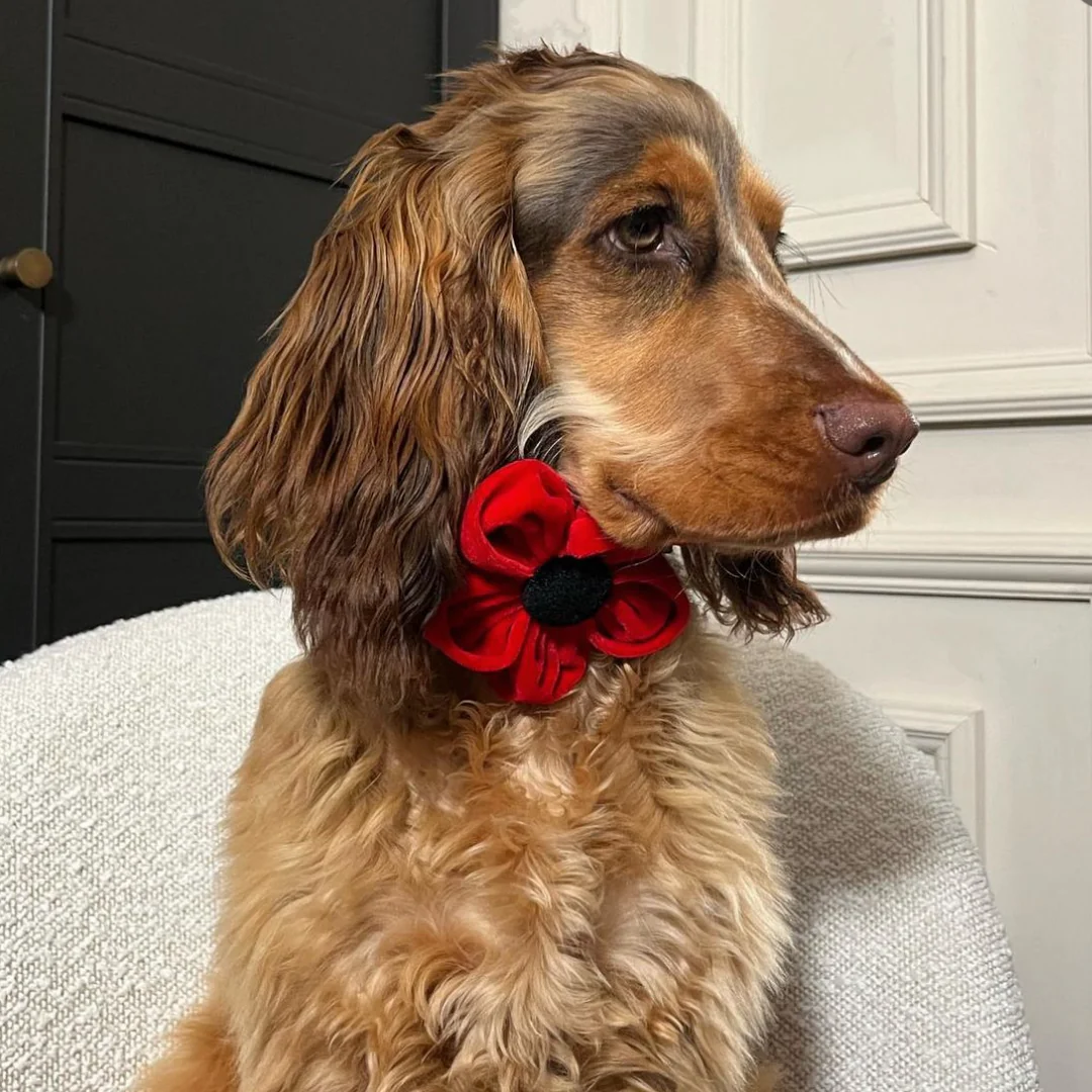 Poppy Collar Flower - Image 14