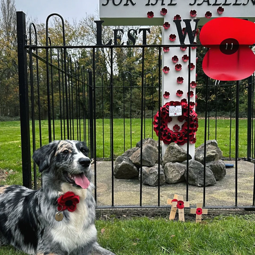 Poppy Collar Flower - Image 15
