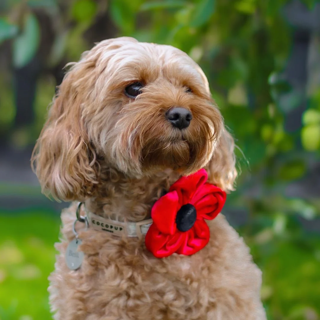 Poppy Collar Flower - Image 17