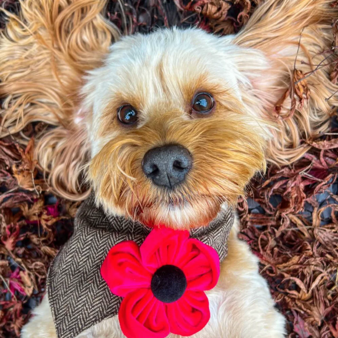 Poppy Collar Flower - Image 18