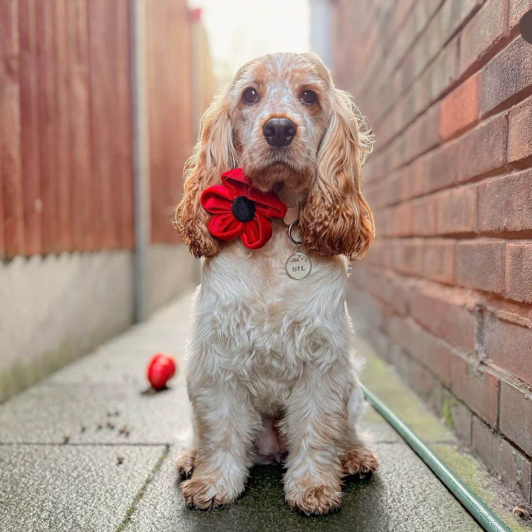 Poppy Collar Flower - Image 19