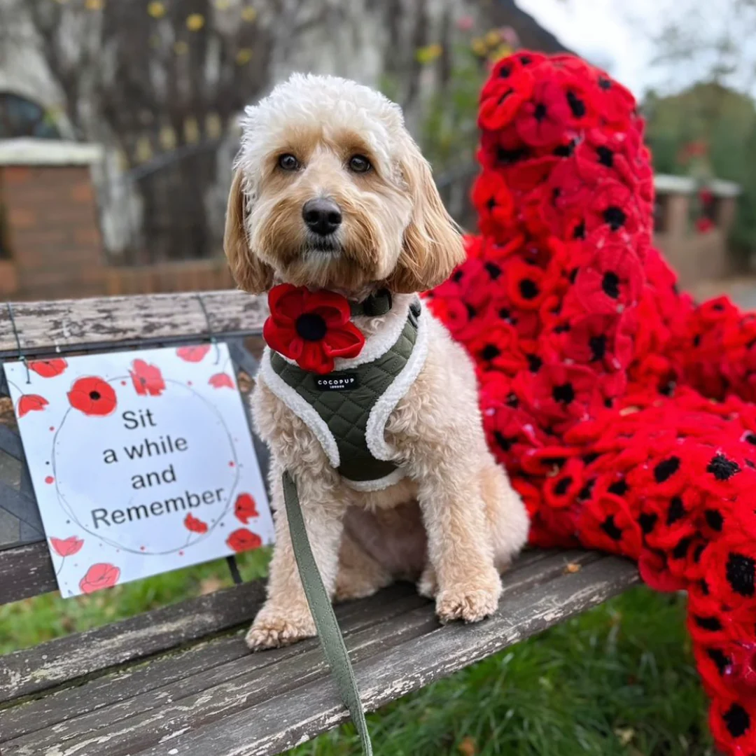 Poppy Collar Flower - Image 20